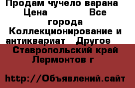 Продам чучело варана › Цена ­ 15 000 - Все города Коллекционирование и антиквариат » Другое   . Ставропольский край,Лермонтов г.